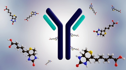 3D rendering of biotinylated antibody.