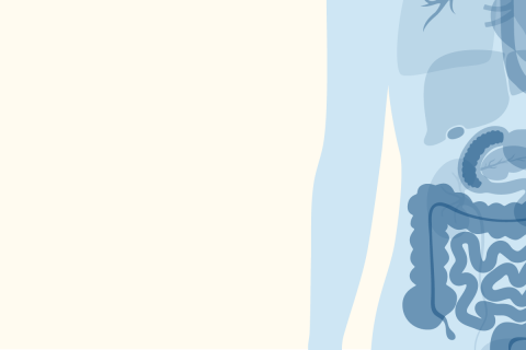 Inside look of internal organs in the middle of the torso in a blue transparent color.